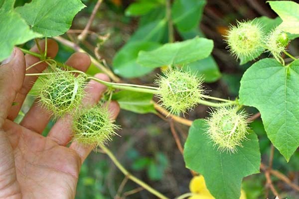 Kiến tạo nền nông nghiệp xanh – Vì sức khỏe cộng đồng