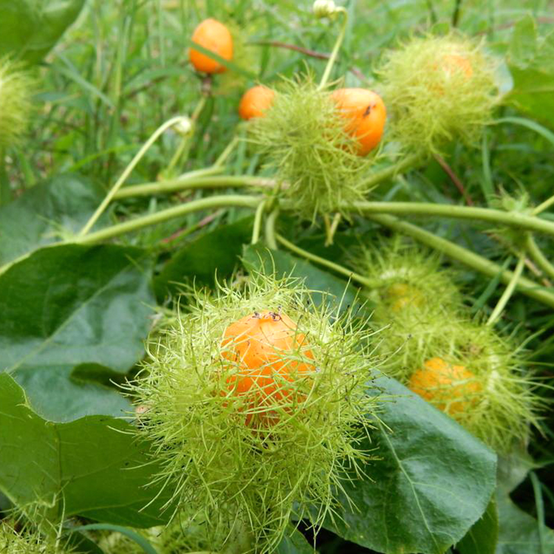 Kiến tạo nền nông nghiệp xanh – Vì sức khỏe cộng đồng