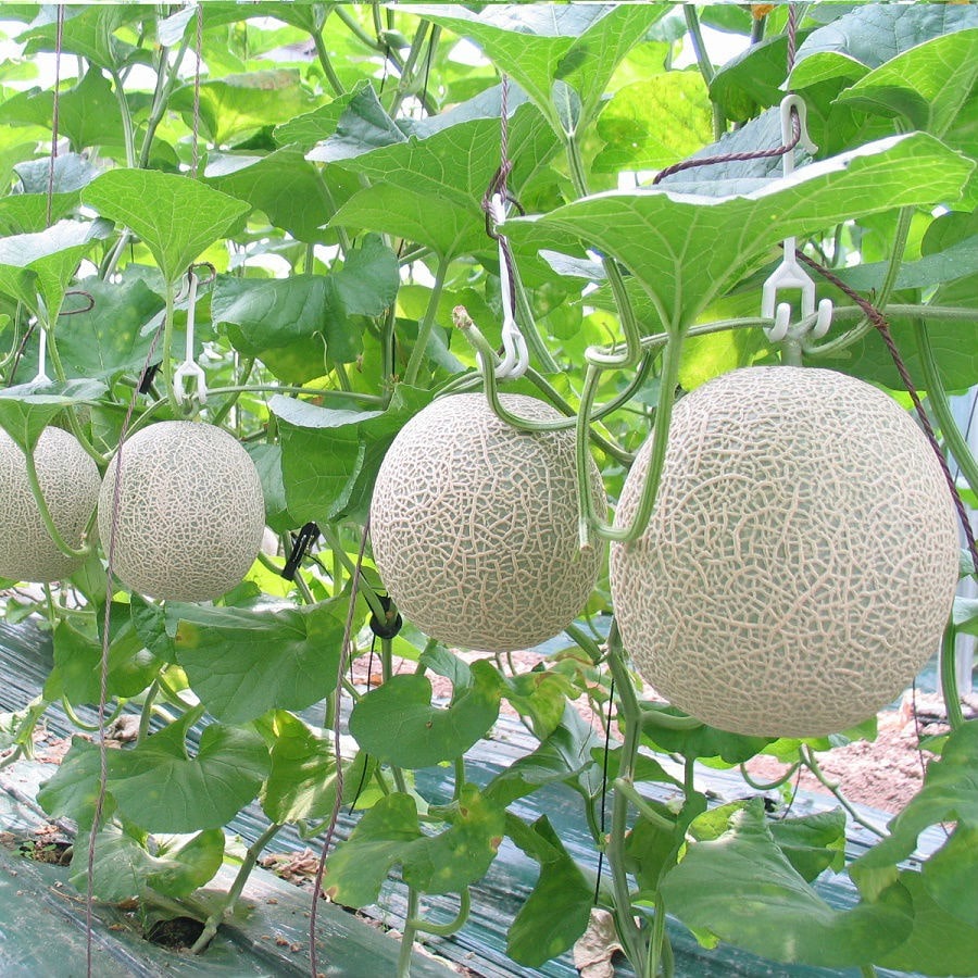 Kiến tạo nền nông nghiệp xanh – Vì sức khỏe cộng đồng