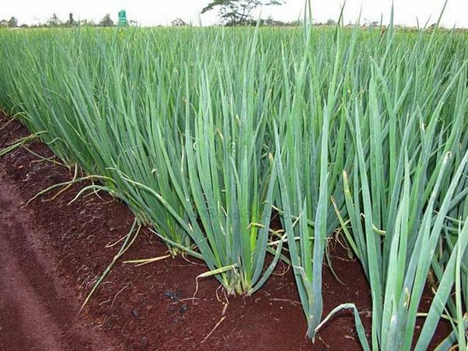 Kiến tạo nền nông nghiệp xanh – Vì sức khỏe cộng đồng