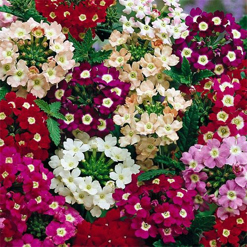 Kiến tạo nền nông nghiệp xanh – Vì sức khỏe cộng đồng