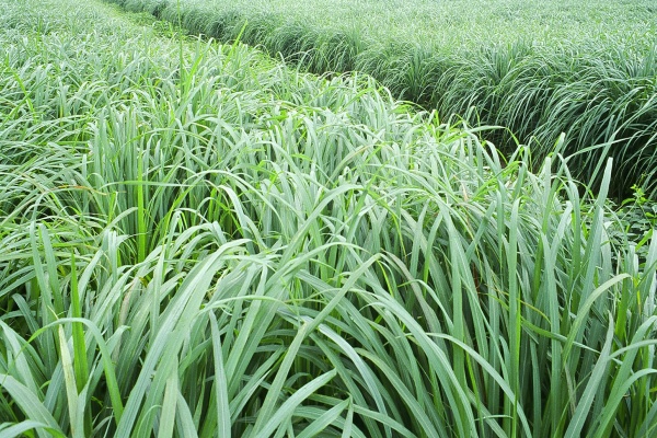 Kiến tạo nền nông nghiệp xanh – Vì sức khỏe cộng đồng
