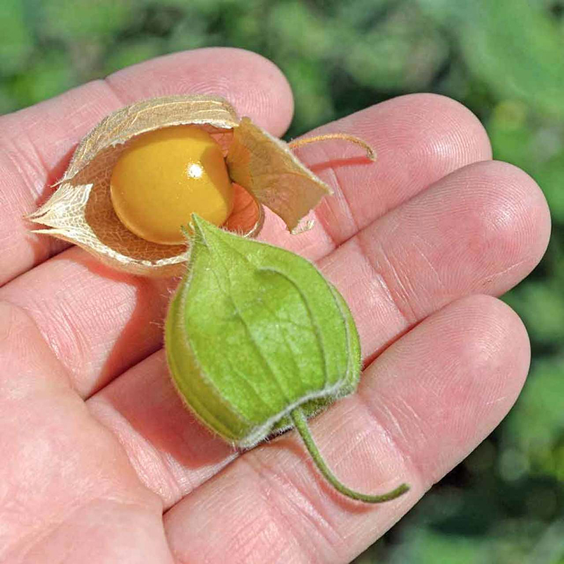 Kiến tạo nền nông nghiệp xanh – Vì sức khỏe cộng đồng