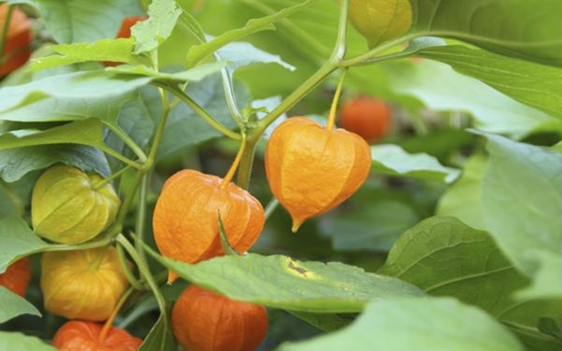 Kiến tạo nền nông nghiệp xanh – Vì sức khỏe cộng đồng
